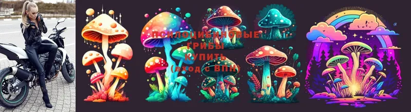 магазин  наркотиков  Котельники  Псилоцибиновые грибы Magic Shrooms 